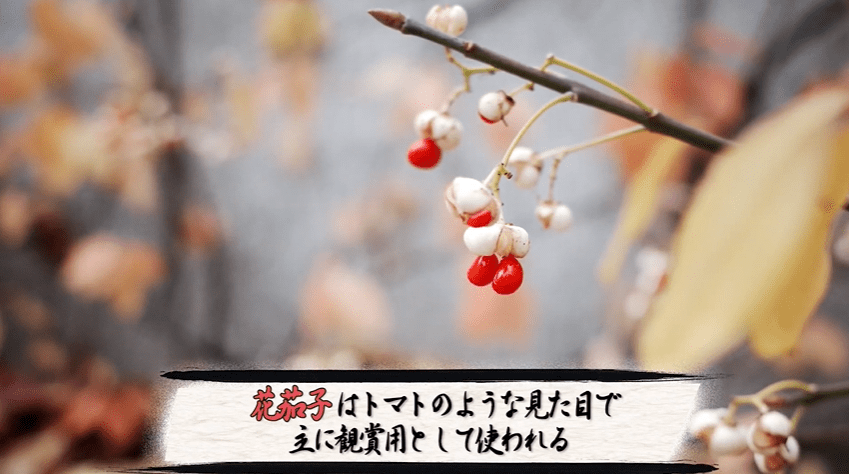 出発｜まずは桐生庵に飾る花茄子を求めて尾瀬へ！